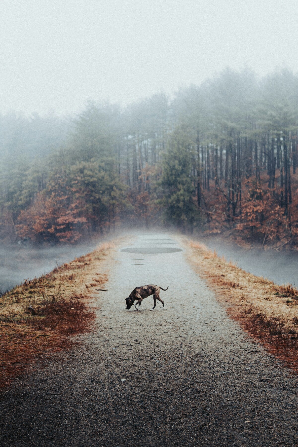 Sur les Sentiers avec Votre Meilleur Ami : Guide Ultime pour Randonner avec Son Chien